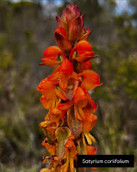Image result for Satyrium hallackii