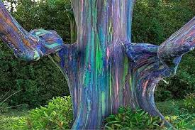 We did not find results for: Eucalyptus Deglupta Samen Regenbogeneukalyptus