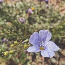 Image result for Linaceae