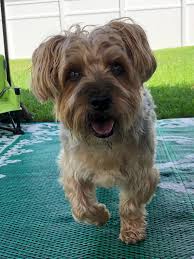 Pin By Kelley On My Yorkie Kobe I Love Dogs Yorkie Dogs