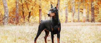 The doberman pinscher was first bred by a man named louis dobermann, a german tax. Doberman Pinscher Puppies For Sale Greenfield Puppies