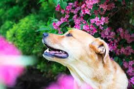 There is no shortage of dog friendly things to do in cornwall and this includes many of the great gardens, best family attractions and even some well known art. Dog Friendly Garden Plants Guide Heyday Magazine