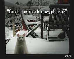 Peta On Twitter Animal Activist Pet Birds Animals