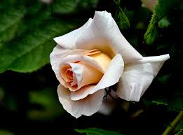 Black and white flower photographic prints are also available. Photos Rose White Flower Closeup