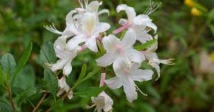 Rhododendron Occidentale California Flora Nursery Azalea Flower Rhododendron Plants