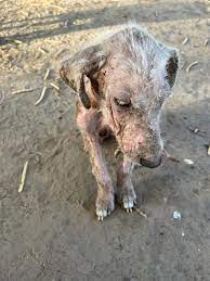 Rescue needed for dog at Temple Animal Shelter
