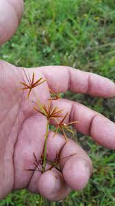 Image result for Cyperus amabilis