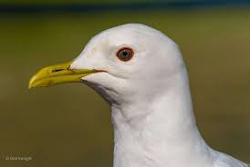 Image result for seagull