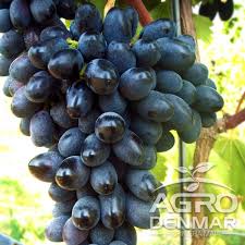 Vita de vie altoita soiri de masa aligote, bianca, cuderca, izabela, feteasca, muscat. Vita De Vie Codreanca Agrodenmar Ro