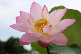 Lista di 35 tipi di fiori di primavera con relativi nomi e immagini; Fiori Di Origine Cinese I Piu Belli E Il Loro Significato Lombarda Flor