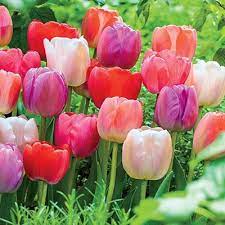 Assorted Tulips Planting Bulbs Flower Garden Images Fall Plants