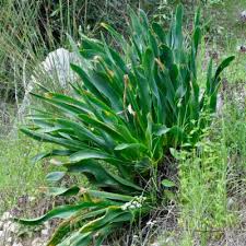 Image result for Anthericaceae