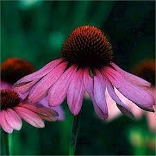 Pin On Photography Pics Tips Ideas