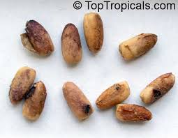 Image result for Berchemia zeyheri