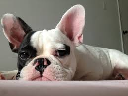 Isa & hugo french bulldog. I Will Name Her Jubilee French Bulldog Cute French Bulldog Bulldog