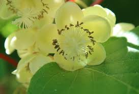 These blank cards would work well for sending happy birthday or thank you wishes, or just to say thinking of you! or you can give the whole set as a lovely gift to a nature. Kiwi Vine At Portland Nursery And Garden Center