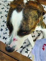 Wash the area with warm water until all visible debris is gone, then pat dry with a clean, dry cloth or paper towel. Can Dogs Get Tetanus Whole Dog Journal