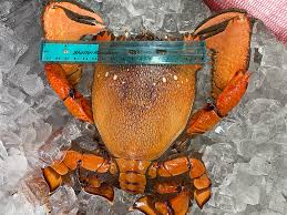 Image result for Crabbea nana