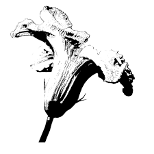 Il menu di fiori di zucca visibile su questo sito è stato digitalizzato da zomato. Il Fiore Di Zucca Gardone Riviera Bs