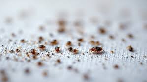 Image result for bed bugs droppings