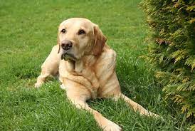 Lab puppies for sale in wisconsin under 600. Labrador Tops Most Popular Dog Breed List For 29th Year In A Row Smart News Smithsonian Magazine
