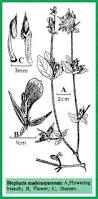 Image result for Blepharis maderaspatensis