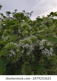 Image result for Pavetta incana