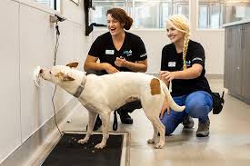 Maybe you would like to learn more about one of these? Behavior Center San Diego Humane Society
