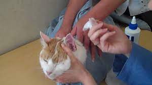 Use clean cotton balls to wipe away oil and dirt from the ear. How To Clean A Cat S Ears Youtube