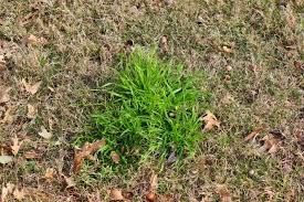Image result for Poa
