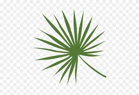 Bring the island vibe to your next party with this leaf wall! Lady Palm Leaf Illustration Palm Leaves Png Stunning Free Transparent Png Clipart Images Free Download