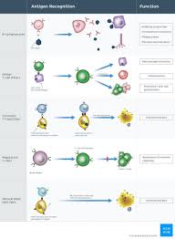 Cells Of The Immune System Immune System Immune Response Immunology