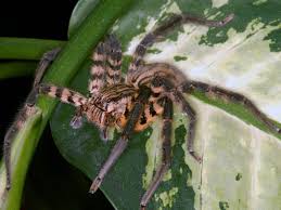 He even has his own webbing. Spider Venom Is A Dangerous Cocktail