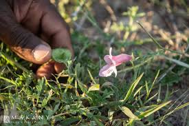 Image result for Dicerocaryum eriocarpum