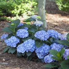 In the existing new series of 'let's dance', they come up with new one for next year, the first is hydrangea. Let S Dance Blue Jangles Hydrangea Plants For Sale Free Shipping