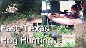 Blinds, is allowed and recommended. Wild Hog Hunting In East Texas Dropping Big Boars Youtube
