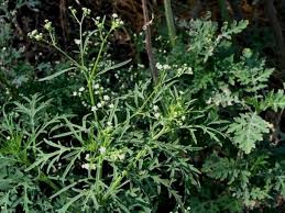 Image result for Parthenium hysterophorus