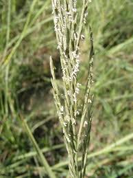 Image result for Phacelurus