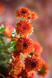 What S In Bloom Garden Mum Lakeside Garden Beautiful Blooms