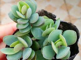 Kalanchoe Rotundifolia Common Kalanchoe Kalanchoe Succulentopedia Succulents Cactiandsucculents Worldofsucculents Planting Succulents Succulents Plants