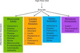 Real food contains a mixture of several dietary fibers with various effects on colon microbiota. The Proposed Mechanisms For The Neuroprotective Effects Of Butyrate And Download Scientific Diagram