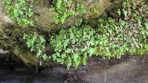 Image result for Adiantum capillus-veneris