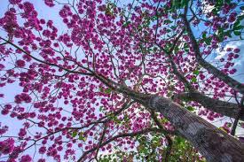 Image result for Handroanthus sp. near impetiginosus