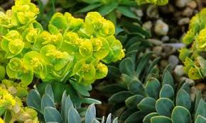 Image result for Euphorbia zambesiana