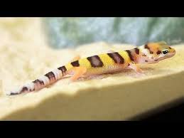 You can even miss a feeding occasionally and not worry about it. Caring For Pet Lizards Youtube