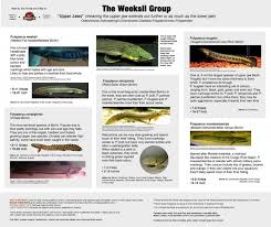 All Bichir Polypterus Species Updated