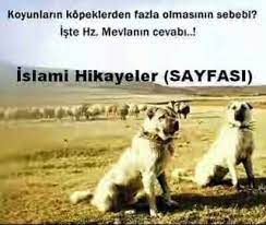 dikkat cekenler koyun sayisi nicin her zaman kopek sayisindan coktur kopek koylar nice