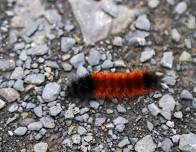 Bug Buddies: Ice-Cold Insects
