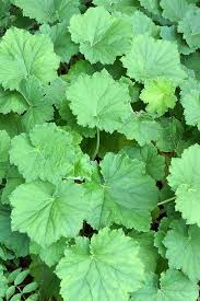Image result for heuchera americana