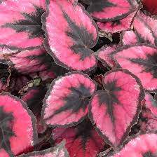 Image result for Begonia nyassensis